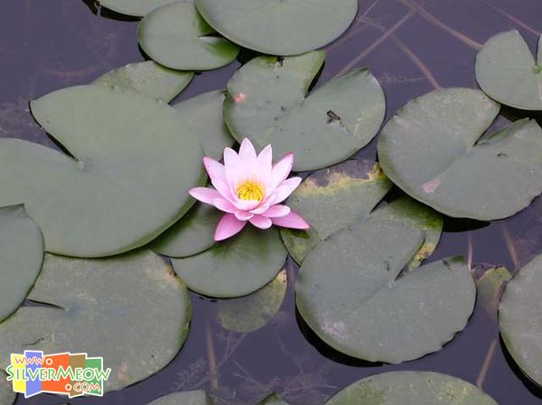 頤和園 - 蘇州街