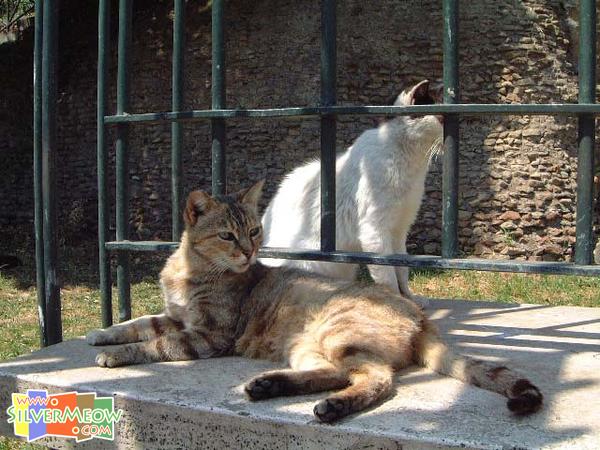 鬥獸場外有很多貓