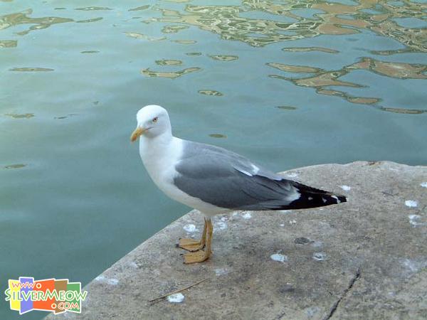 大運河畔上之海鷗