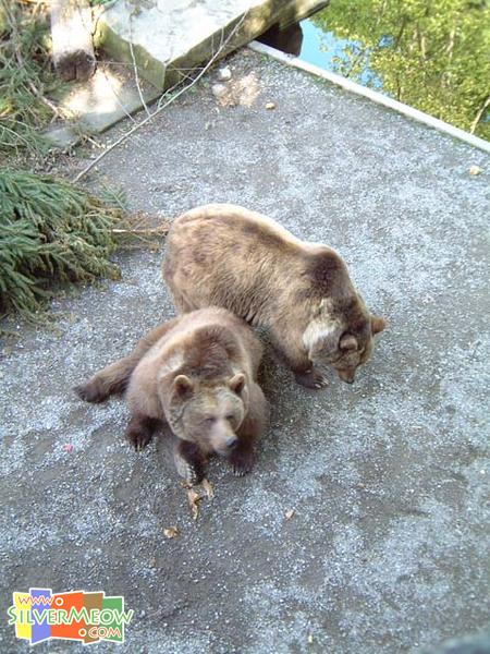 熊場內飼養的熊