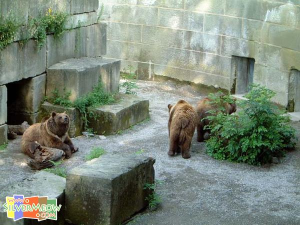 熊场内饲养的熊