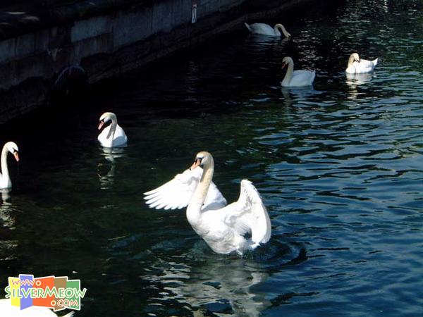 河岸两旁之天鹅