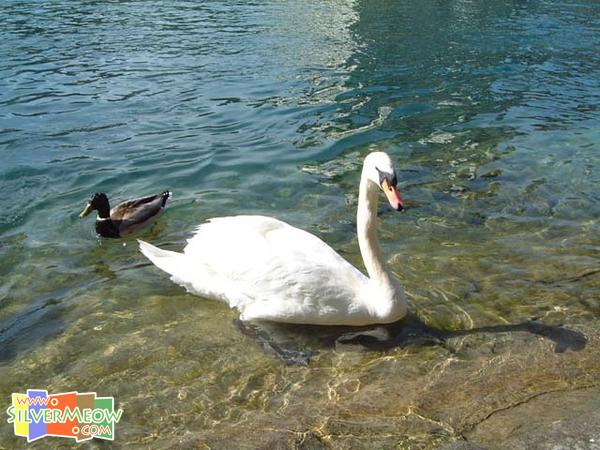 河岸兩旁之天鵝