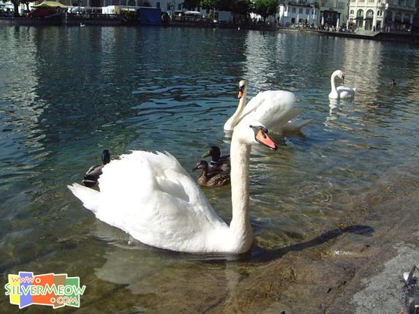 河岸兩旁之天鵝