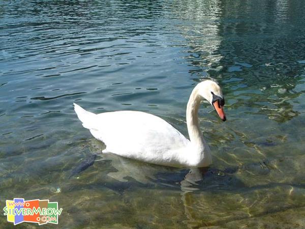 河岸兩旁之天鵝