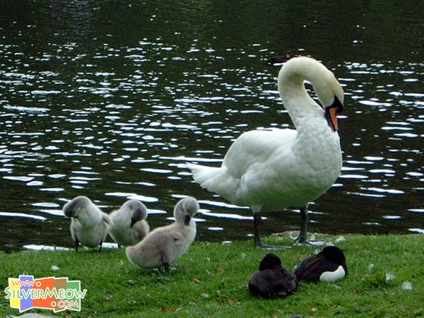 公園內飼養之天鵝