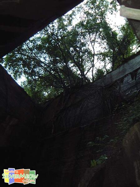 八仙岩岩內奇榕倚崖生長