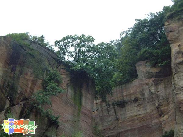 峭壁飞榕