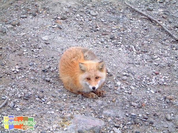 野生狐狸