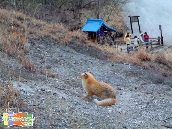 野生狐狸