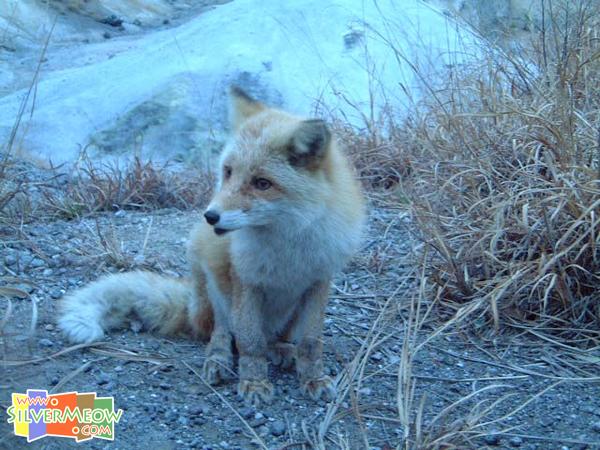 野生狐狸