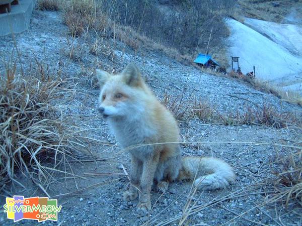 野生狐狸