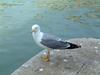 大運河畔上之海鷗
